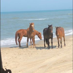 Meet your Posher, Curtis